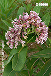 Common Milkweed (Asclepias syriaca)